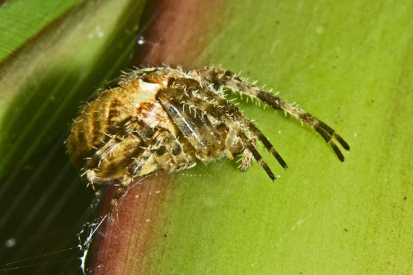 Photo of Araneus diadematus by Hans J. Koch